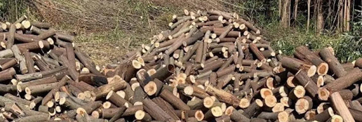 Arauco: Denuncian tala de árboles en cerro Colo Colo en medio de posible declaración de sitio de importancia cultural mapuche