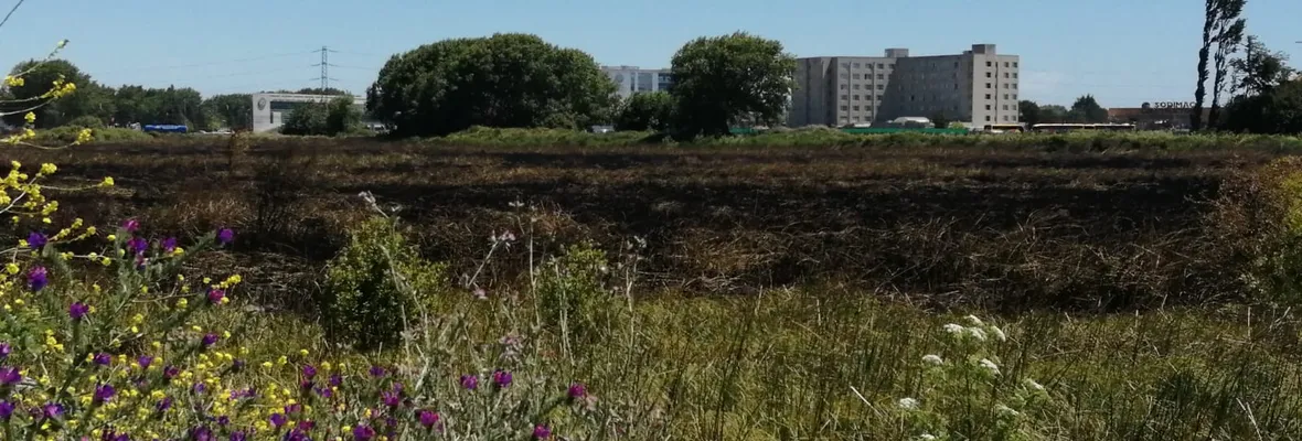 Acusan tardía respuesta por parte del municipio de Concepción y la Conaf tras incendio de Humedal Paicaví