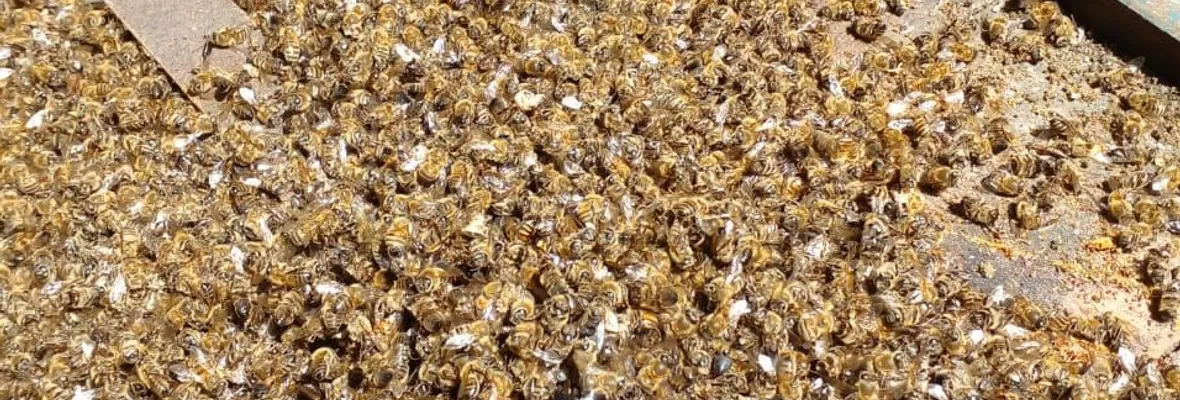 Miles de abejas mueren en Nacimiento: apicultores apuntan a Forestal Mininco de CMPC