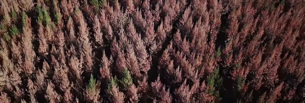 El rol del pino y eucalipto en los incendios de Europa