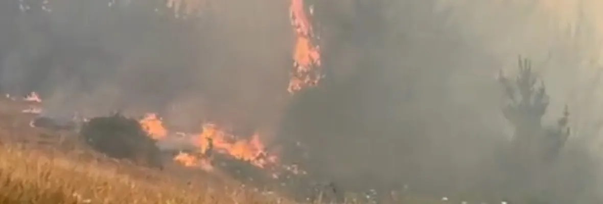 Incendios forestales consumen más de 300 hectáreas en Quillón