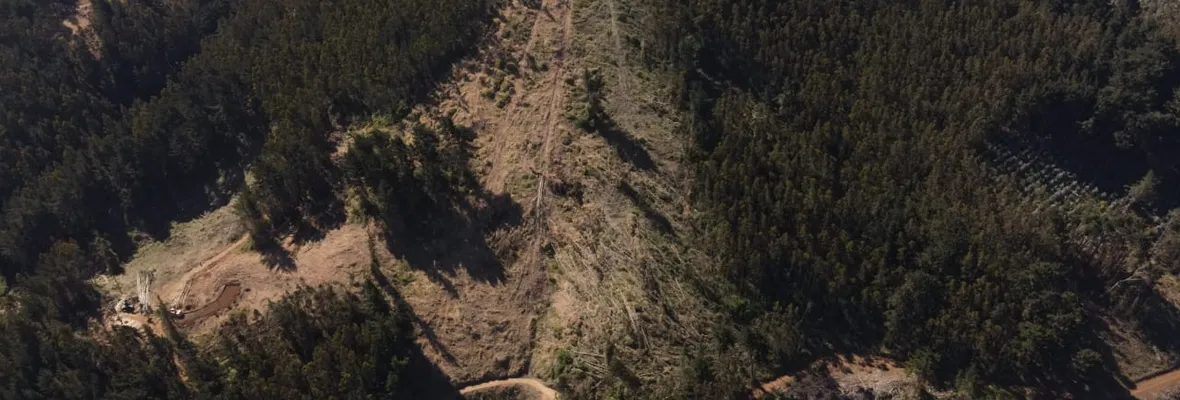 Denuncian tala indiscriminada de bosque en Santuario de la Naturaleza de Hualpén