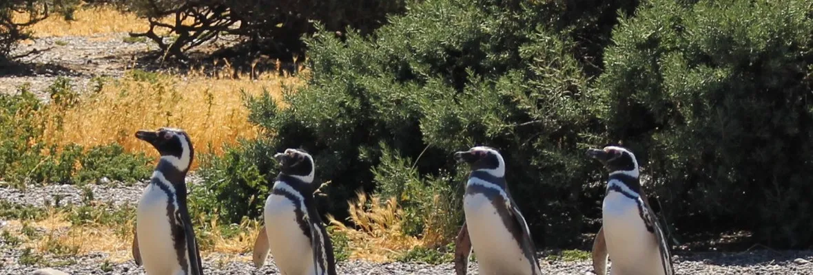 Estudio revela muertes en masa de pingüinos magallánicos durante ola de calor en Argentina
