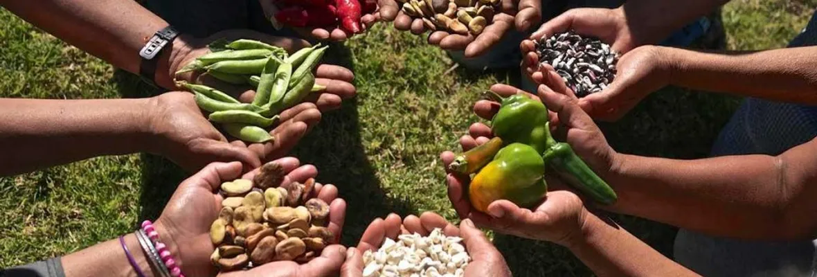 Iniciativa Popular de Norma: Derecho a una alimentación y nutrición adecuada y soberana