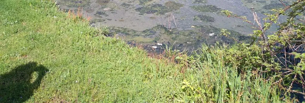 Comunidades interpusieron querella ambiental por contaminación de Estero Perquenco