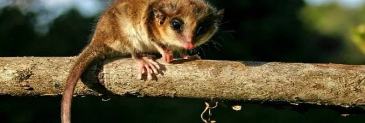 Fragmentación del bosque nativo y deforestación amenazan al Monito del Monte en Chile