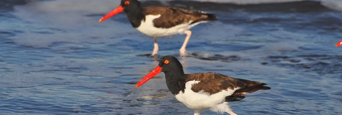 Día mundial de Humedales: La necesidad de proteger al ave playera Pilpilén