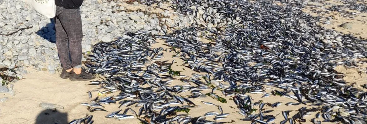 Advierten que eventos de surgencia costera que causan varazones de peces podrían empeorar con el cambio climático en el futuro próximo
