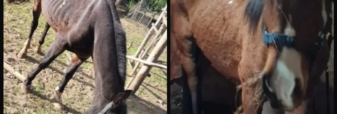 Caballos desnutridos y ahora desaparecidos: Investigan a club de Huasos y Raíces Campesinas de Chiguayante por maltrato animal