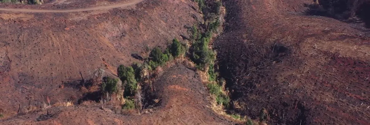 Llamas del despojo: Cómo las forestales arrasaron con fuego el bosque nativo en Nahuelbuta y la Cordillera de la Costa en Chile