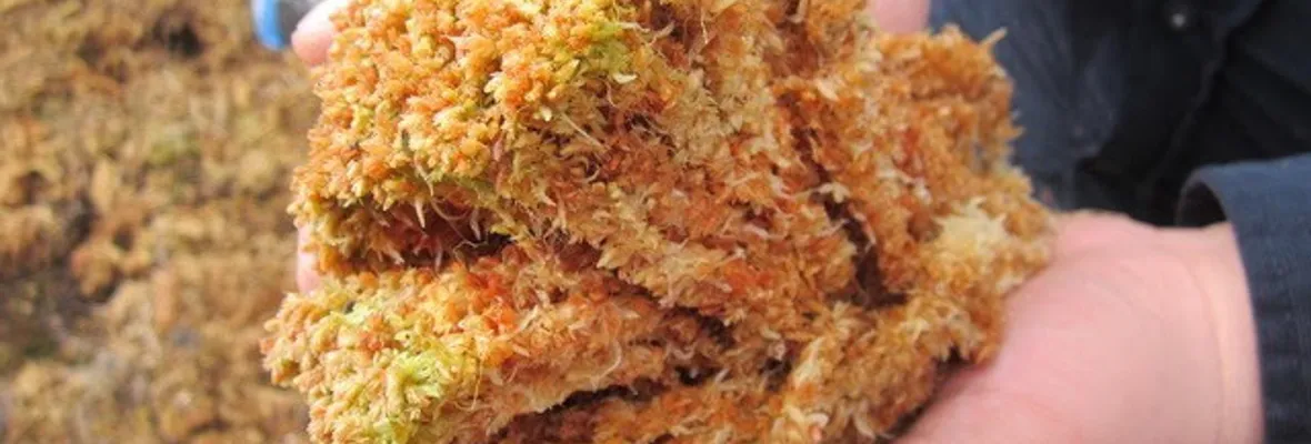 Ley Pompón y la protección de la estabilidad climática: Proyecto busca prohibir actual explotación desmedida de musgo con capacida de mitigación