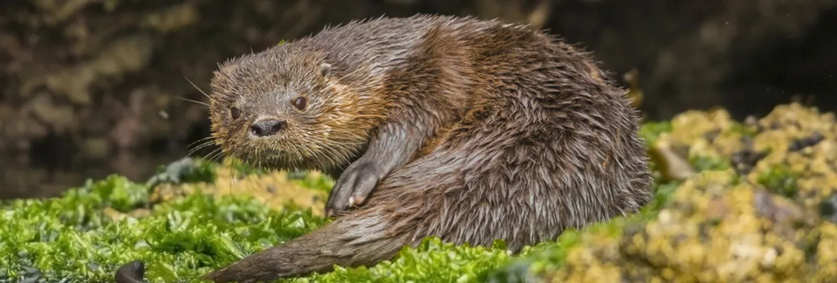 Preparan documental sobre Santuario de la Naturaleza Península de Hualpén