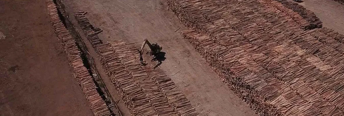 Superar el extractivismo forestal: Un proyecto socioambiental para la sustentabilidad de la vida en el siglo XXI