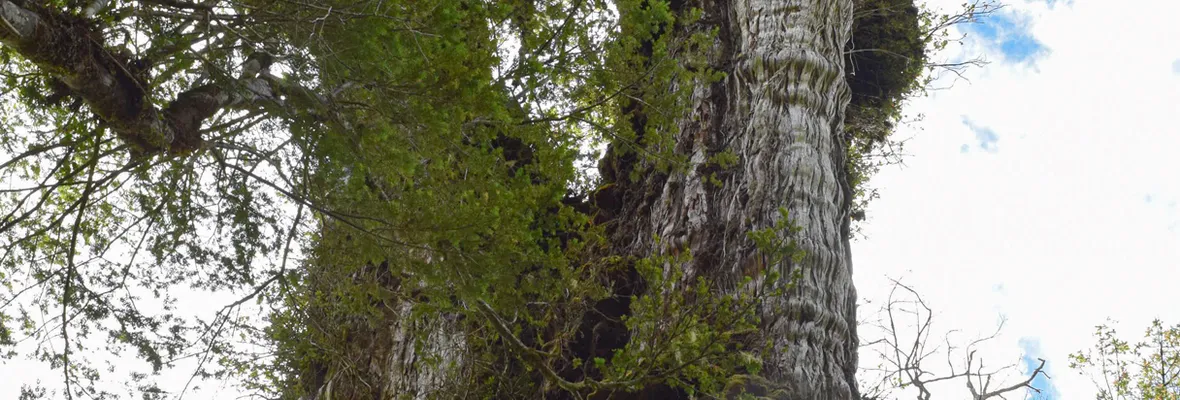 Investigadores plantean que el árbol más antiguo del mundo podría estar en la Región de Los Ríos