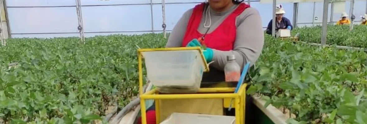 Trabajadoras de Vivero Arauco fueron despedidas tras exigir a la empresa condiciones laborales mínimas de seguridad