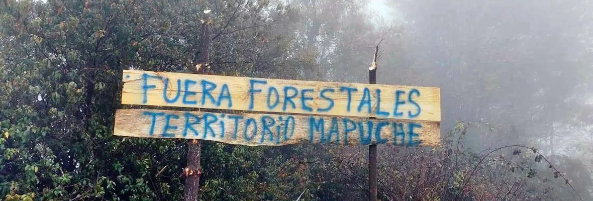 Comunidad mapuche inicia recuperación territorial de siete mil hectáreas en la Cordillera de Nahuelbuta: “Nuestro principal enemigo son las forestales y no los vecinos no mapuche”