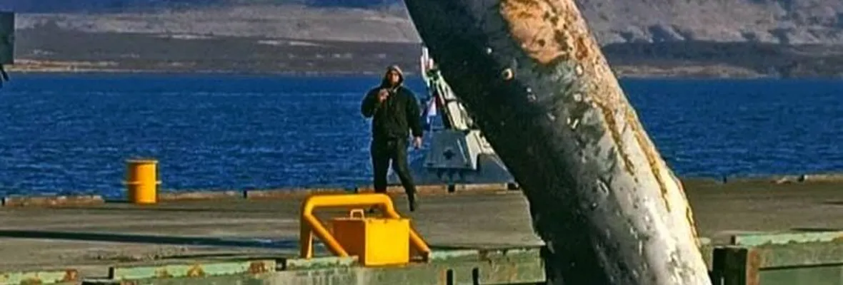 Ballena enviada a basurero municipal viola ley chilena y normativa de protección de mamiferos marinos de EEUU