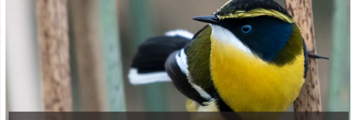 Wallpen: Documental sobre Santuario de la Naturaleza de Hualpén ya tiene fecha de estreno online