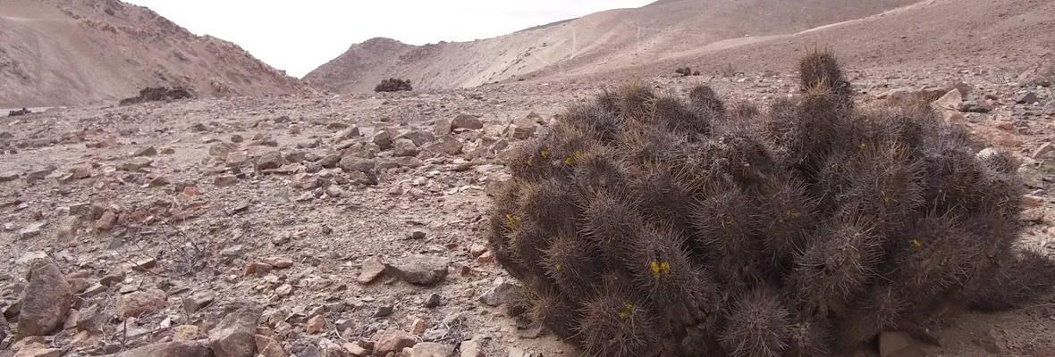 Científicos investigan alarmante reducción poblacional de cactus endémico