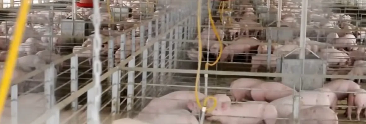 Corte Suprema acoge recurso de protección por impactos de chanchera de Las Astas y Coexca en Tucapel