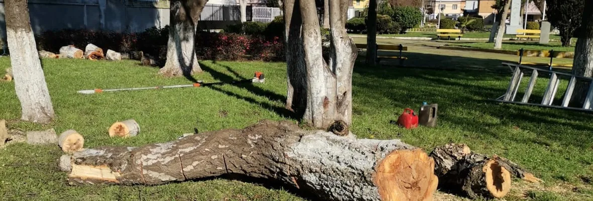 A dos días de la indiscriminada tala de árboles en Las Higueras municipio de Talcahuano aún no entrega informe técnico exigido por vecinos/as