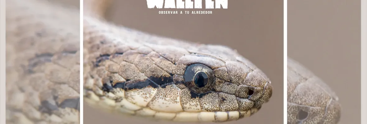 "Wallpen: Observar a tu alrededor": Documental aborda la biodiversidad y cultura en la Península de Hualpén