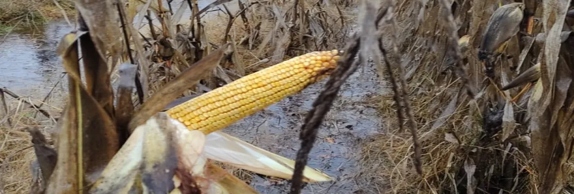 AES Chile pretende desalojar con Carabineros camino interior resguardado por agricultores/as pese a haber inundado sus cultivos e intervenido canal de regadío