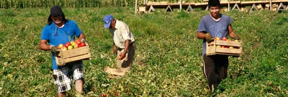 Declaración de organizaciones del Campo Chileno por el Apruebo: ¡Por una Constitución rural y campesina!