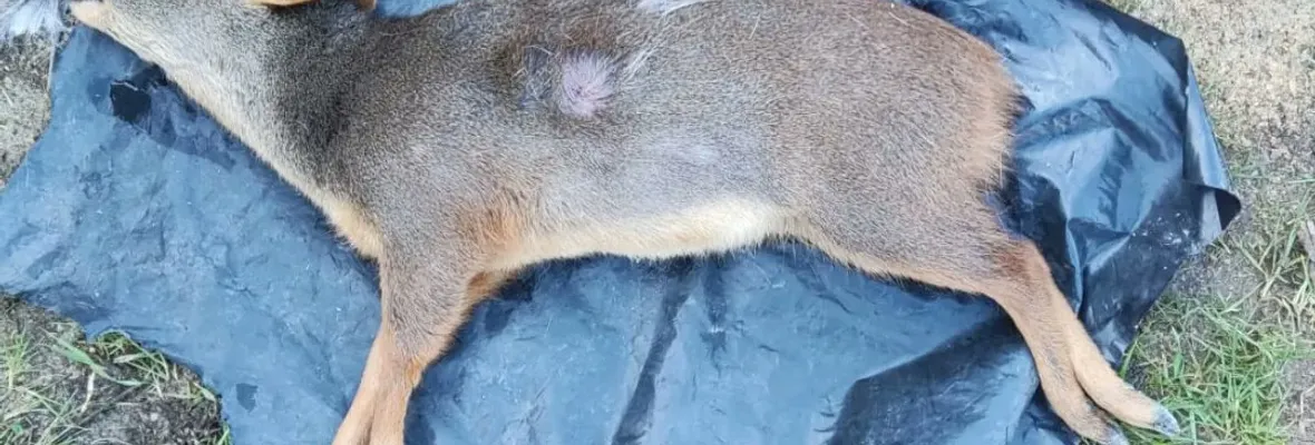 Pudú muere tras ataque de perro en las cercanías del Parque Nacional Nonguén