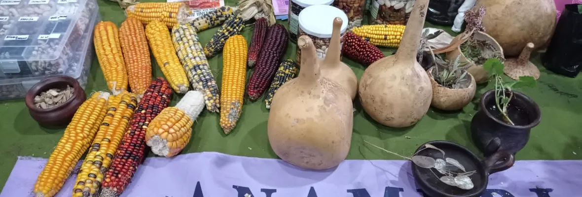 Las semillas tradicionales en la Nueva Constitución 