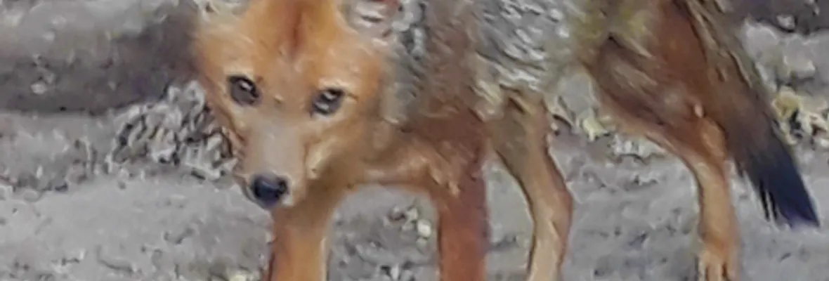 ¿Y el sufrimiento animal? Presentan recurso de protección contra Alto Maipo S.A tras negar paralización de obras en camino rural colindante con centro de rehabilitación de fauna silvestre