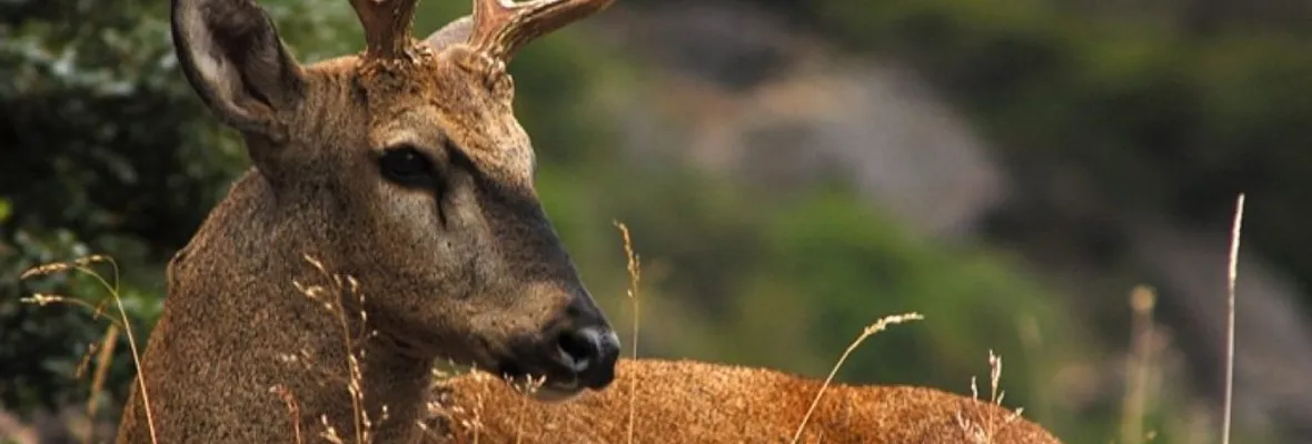 Tribunal Ambiental acoge reclamación contra Central Hidroeléctrica Halcones por afectar hábitat del huemul