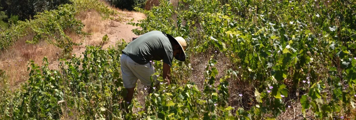 Día Nacional del Vino, nada que celebrar: viñateros denuncian que venta de su uva sigue impaga por poderes compradores