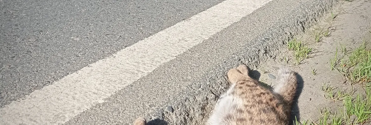 Puma y Guiña muertos por atropellos en el Biobío muestran los impactos para la fauna silvestre de la urbanización y deterioro de su hábitat
