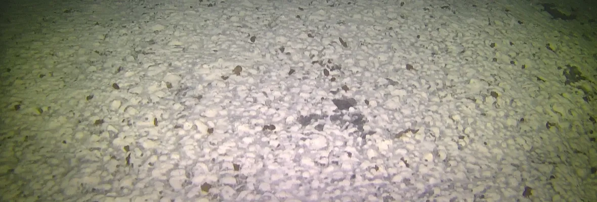Impactantes imágenes muestran moribundo fondo marino devastado por las salmoneras en Magallanes