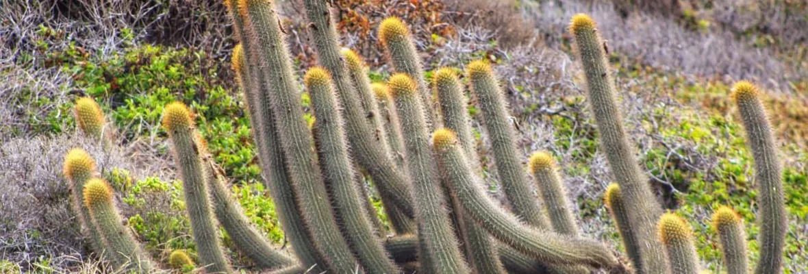 Presentan expediente que busca la declaratoria de Santuario de la Naturaleza para Punta de Tralca