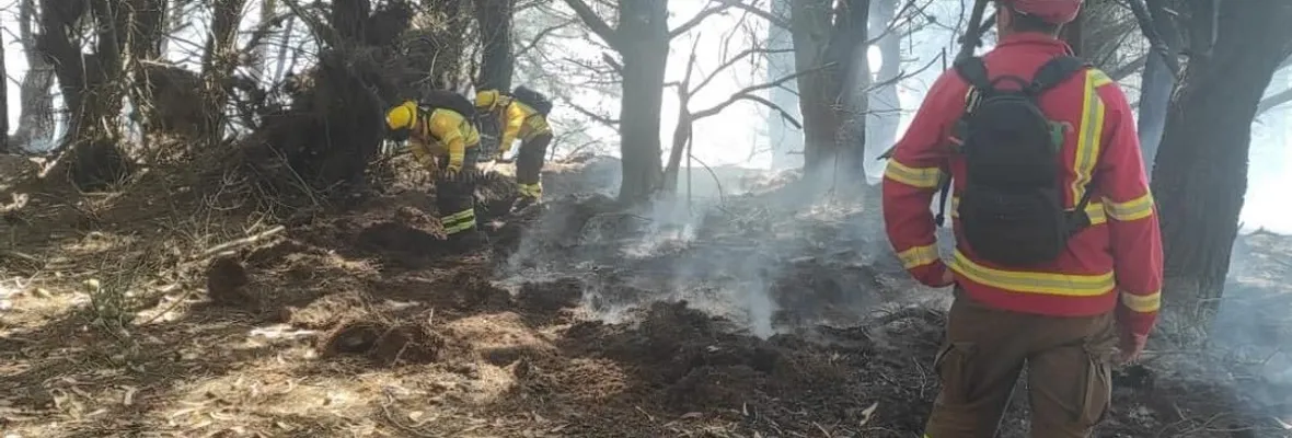 Incendio forestal afecta Santuario de la Naturaleza de Hualpén