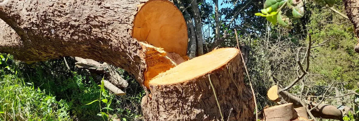 Vecinos/as de San Pedro de la Paz denuncian falta de fiscalización en Santuarios de la Naturaleza ante tala de árboles nativos