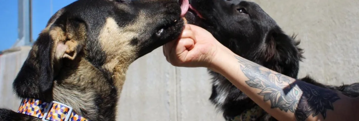 “Ni la municipalidad ni el Estado nos ayuda en esta labor": Rescatistas de animales de Concepción solicitan refugio y recursos