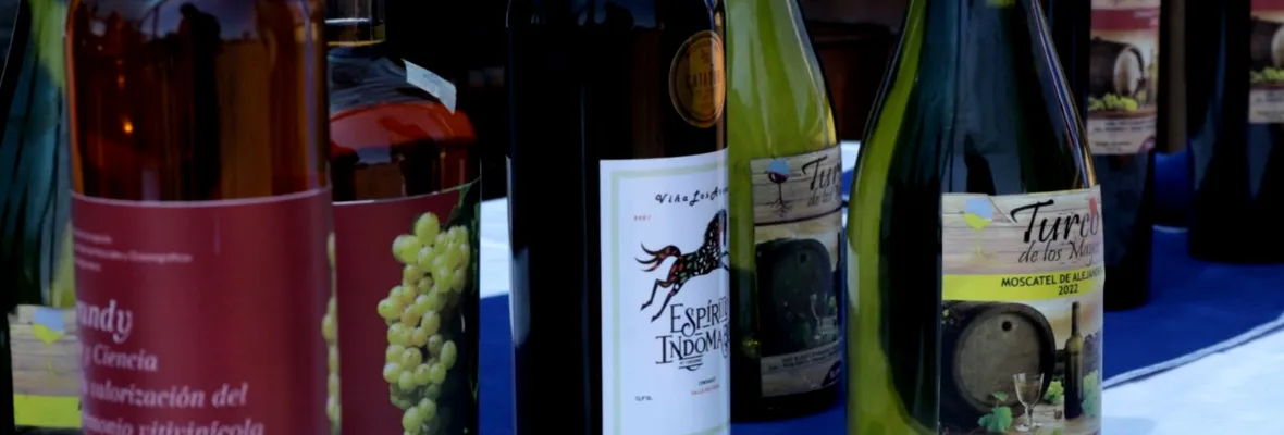 Elaboran brandy con uvas del valle del Itata. Viñateros indican que si el Estado no aporta financiamiento, será "un estudio más"