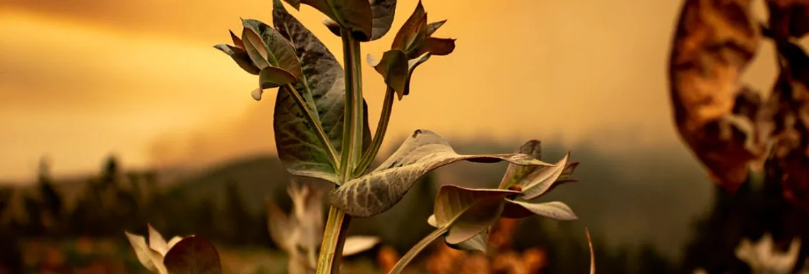 Pino y Eucalipto: las especies inflamables detrás de los incendios forestales