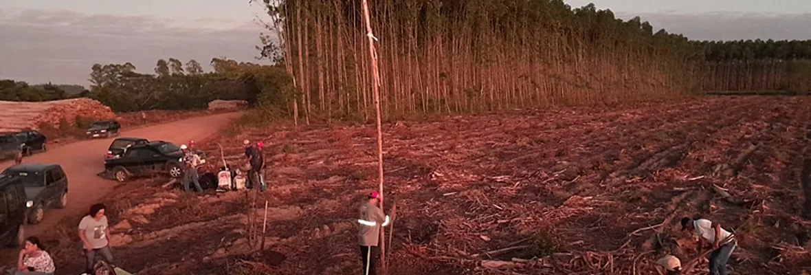 Movimiento de Trabajadores Rurales Sin Tierra ocupa tres fundos contra el monocultivo de eucalipto en Brasil