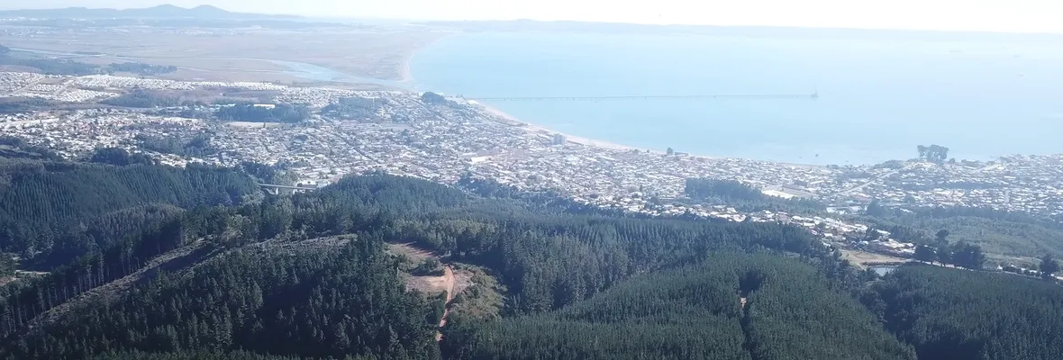 Falta de cortafuegos y volumen forestal que asfixia: La realidad territorial en parte del Gran Concepción
