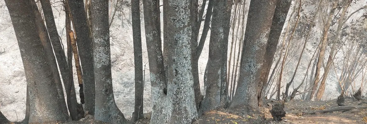 Árboles nativos en peligro de extinción fueron quemados en incendios forestales en el Biobío, pero es recuperable si se actúa ya