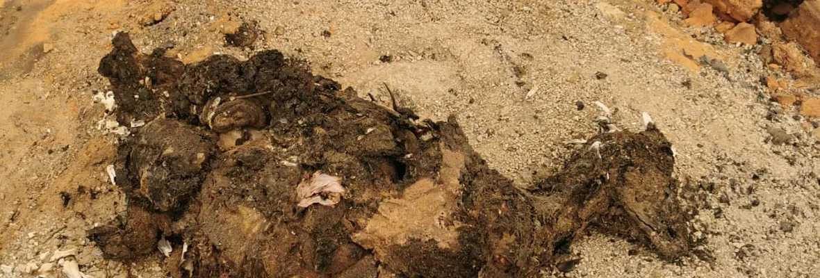 Impactantes imágenes: el desastre tras las llamas en Tomé y Santa Juana