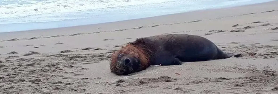 Gripe aviar: Realizan llamado a no manipular animales muertos en playas del Biobío