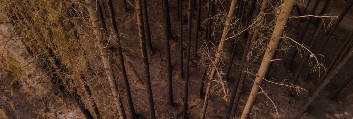 Investigador UdeC: “Un incendio puede partir en el Maule y expandirse por 3 regiones, debido a la continuidad de plantaciones forestales”