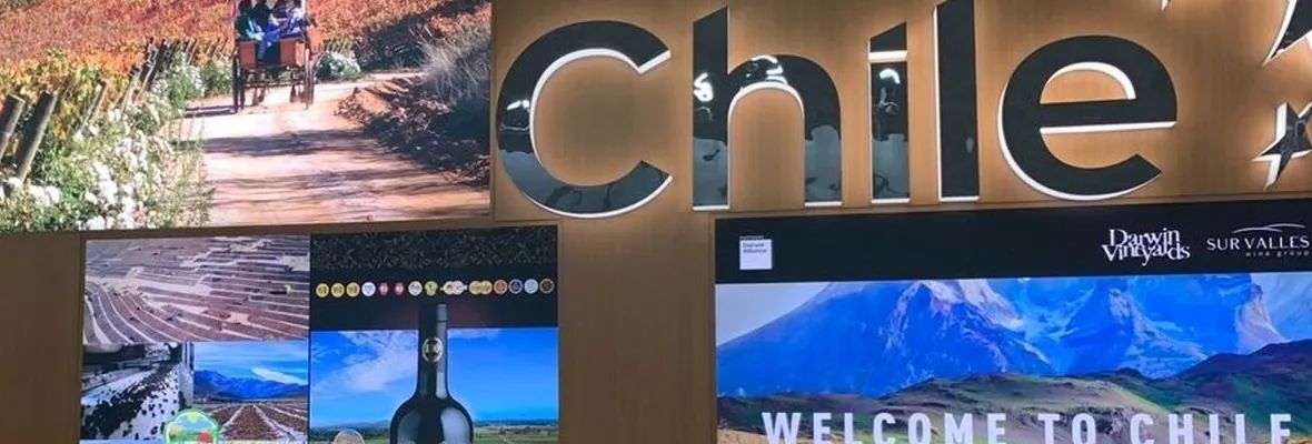 Chile es cuarto exportador mundial de vino, pero a qué costo