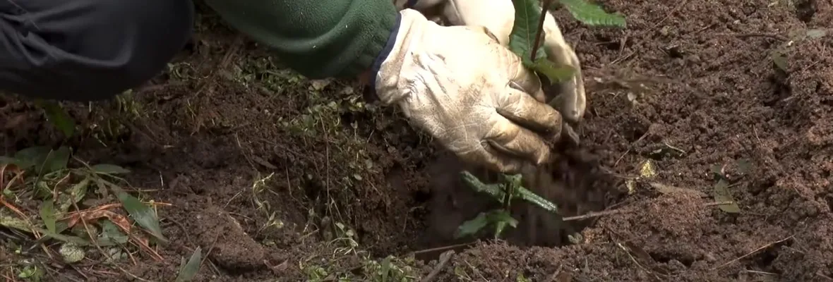 Los árboles: Aliados ignorados en Concepción pese a las altas temperaturas y los problemas en la calidad del aire