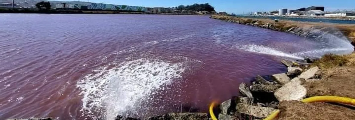 Talcahuano: Seremi de salud inició sumario contra pesqueras y Essbio, tras vertimiento de residuos industriales en laguna Redacamo